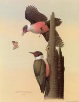 William Zimmerman - Lewis Woodpecker